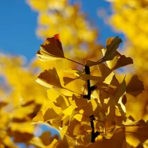 ginkgo